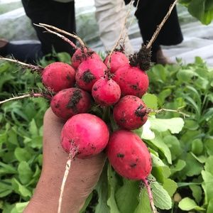 Meet your Posher, Erin